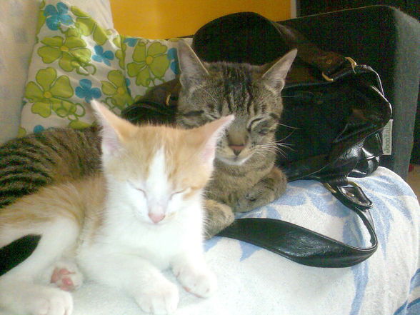 *MEINE BABYS ELVIS & JOHNNY!!!!* - 