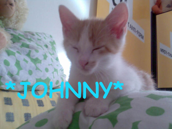 *MEINE BABYS ELVIS & JOHNNY!!!!* - 