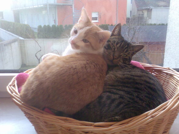 *MEINE BABYS ELVIS & JOHNNY!!!!* - 