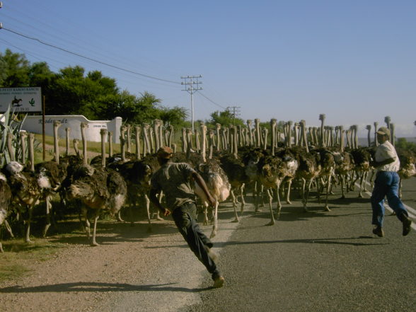 Süd Afrika - 