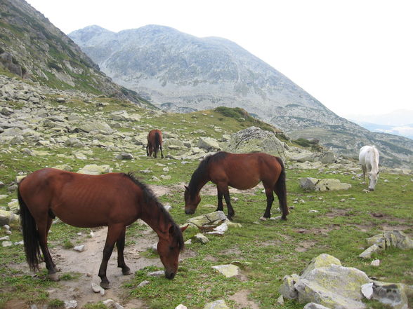 Transilvanien - Nationalpark Retezat - 