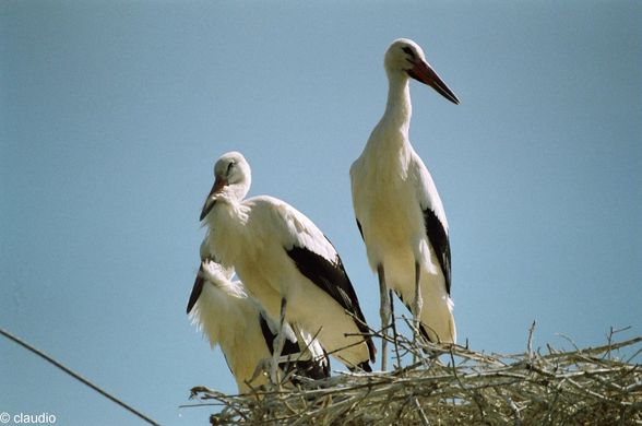 DANUBE DELTA - Donau Delta  - 