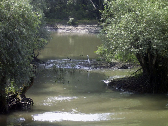 DANUBE DELTA - Donau Delta  - 