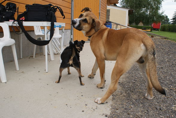 Duke und Lucy  - 