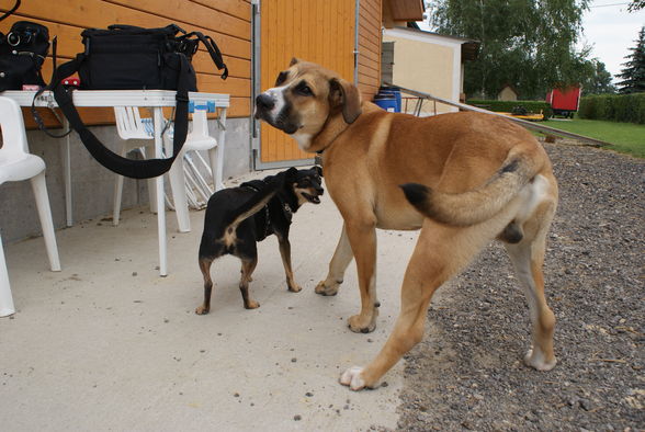 Duke und Lucy  - 