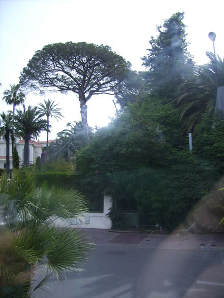 ~+~ 20 Cannes 08 ~+~ - 