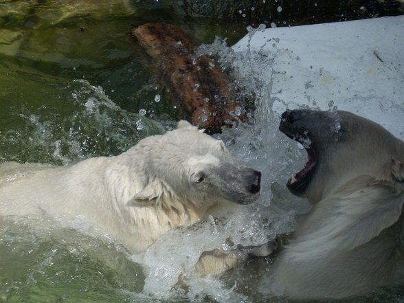 Zoo Dänemark - 