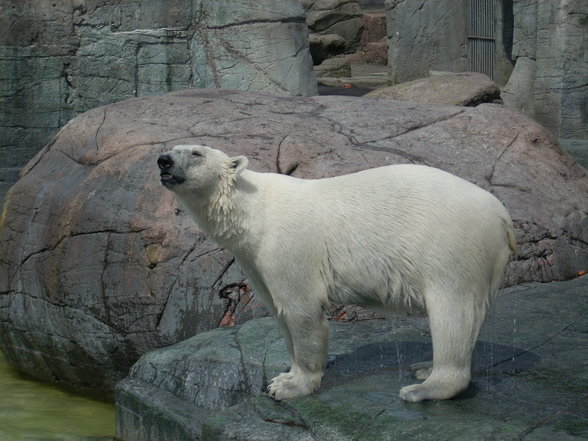 Zoo Dänemark - 