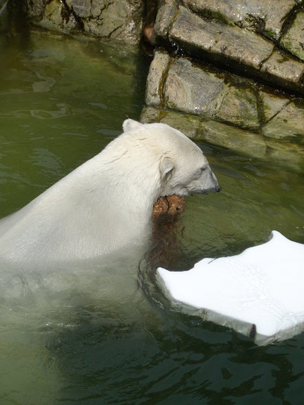 Zoo Dänemark - 