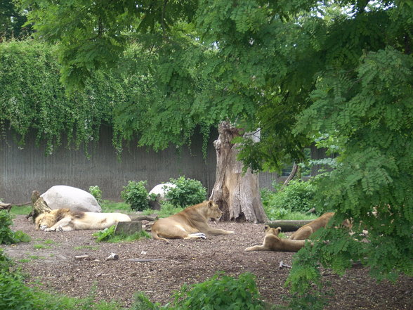 Zoo Dänemark - 