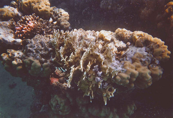 Unterwasserkamera Ägypten - 