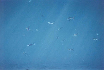 Unterwasserkamera Ägypten - 