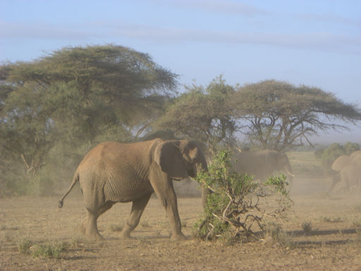 Kenia 2009 - 