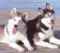 huskys 74988447