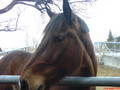 ** HoRsEs ** 4558760