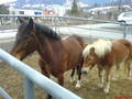 ** HoRsEs ** 4559135