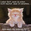 fette katzen 75431029