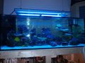 700 Liter Meerwasseraquarium 71101683