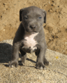 PITBULL BLUE 13827797