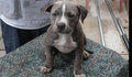 MY PITBULL GANGSTA 18396240