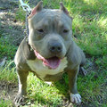 MY PITBULL GANGSTA 18396241