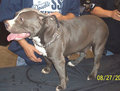 MY PITBULL GANGSTA 18396267