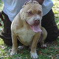 MY PITBULL GANGSTA 18396274