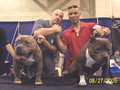 MY PITBULL GANGSTA 18396305