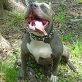 MY PITBULL GANGSTA 18396307