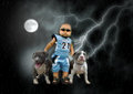 MY PITBULL GANGSTA 18396352