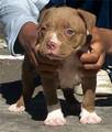 MY PITBULL GANGSTA 8316748