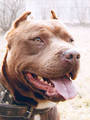 MY PITBULL GANGSTA 8860746