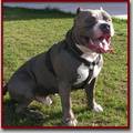 MY PITBULL GANGSTA 8860773