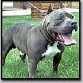 MY PITBULL GANGSTA 8860787