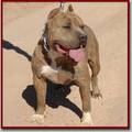 MY PITBULL GANGSTA 8860864