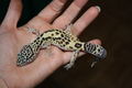 Leopard Gecko 55382543