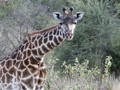 African Safari - TANSANIA 2003 6199511