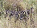 African Safari - TANSANIA 2003 6199520