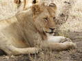 African Safari - TANSANIA 2003 6199531