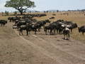 African Safari - TANSANIA 2003 6220790