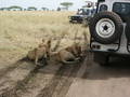 African Safari - TANSANIA 2003 6220805