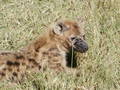 African Safari - TANSANIA 2003 6220814