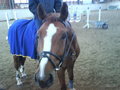 *ReitstalL EdeLhoF* 19937381