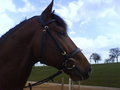 *ReitstalL EdeLhoF* 19937413