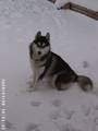 Husky´s und Tiere 1240797