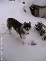 Husky´s und Tiere 1240858