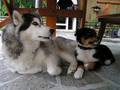 Husky´s und Tiere 7575174