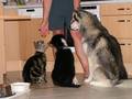 Husky´s und Tiere 7575188