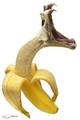 Chiquita Banana 4069120