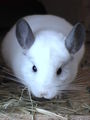 meine chinchillas 41236000